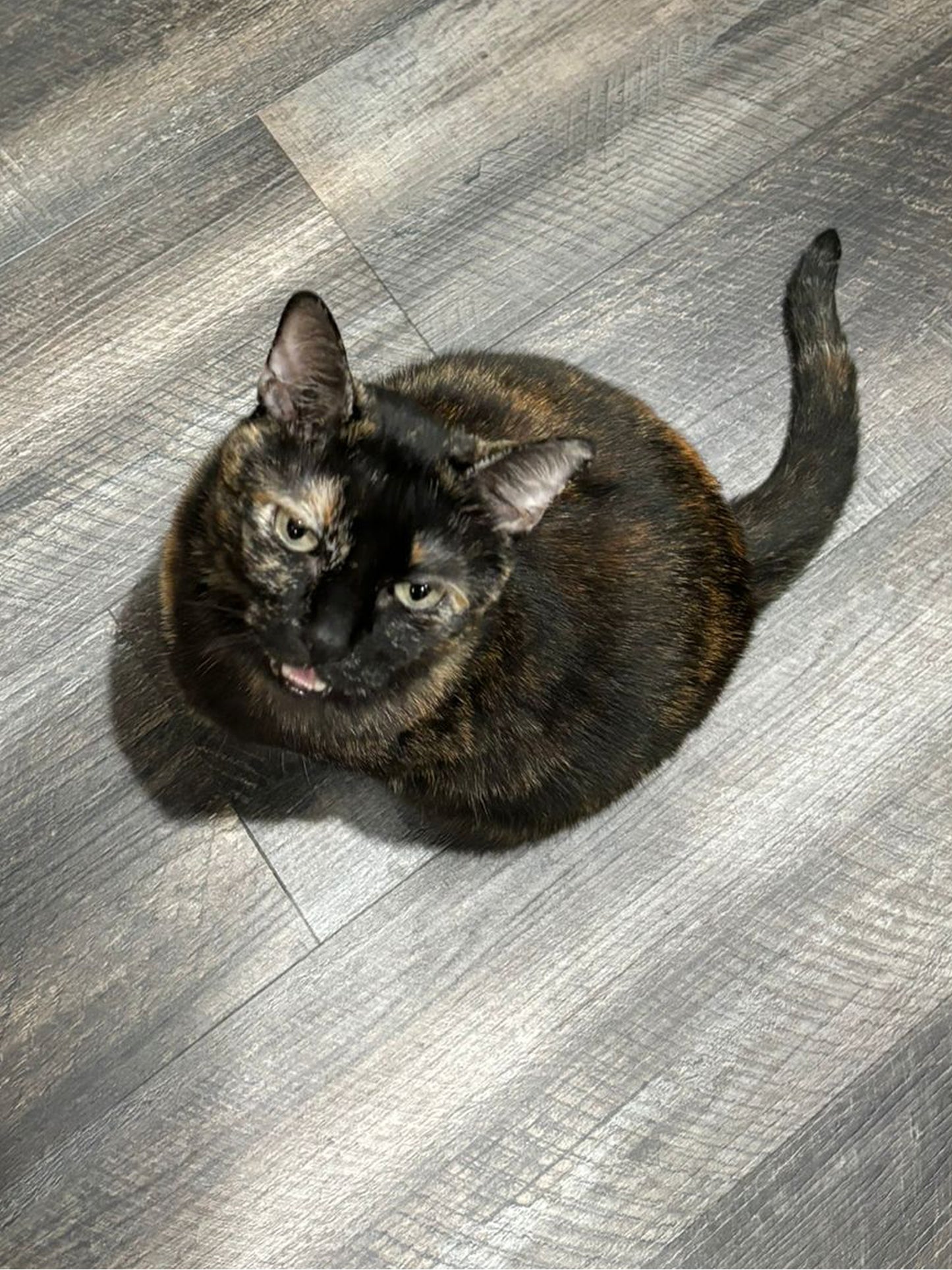 Chubby Cat - Really A ππ¬π―π±π¬π¦π°π’π°π₯π’π©π©πββ¬