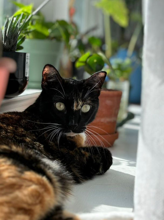 Michis  🐈